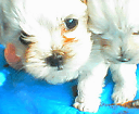�q�����s���̔��z�ł��B�y�b�g���X�̕��ɂ����߂܂��I
