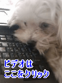 �q�����s���̔��z�ł��B�y�b�g���X�̕��ɂ����߂܂��I
