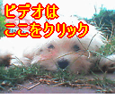�q�����s���̔��z�ł��B�y�b�g���X�̕��ɂ����߂܂��I
