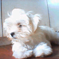マルチーズの子犬女の子