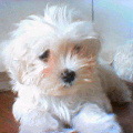 マルチーズの小犬メス