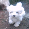 マルチーズの小犬メス